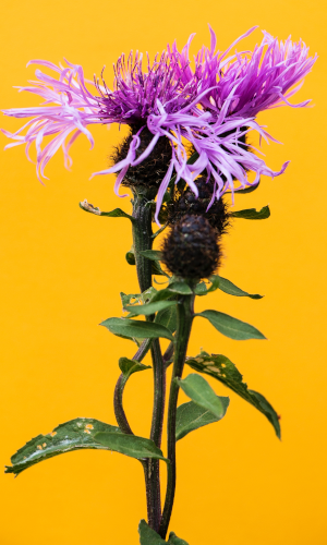 Contraste amarillo-violeta